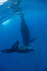 Close-up of swimming in sea