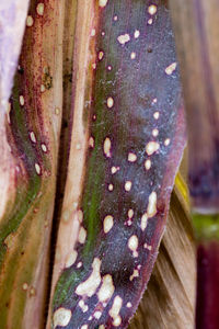 Close-up of fresh green tree