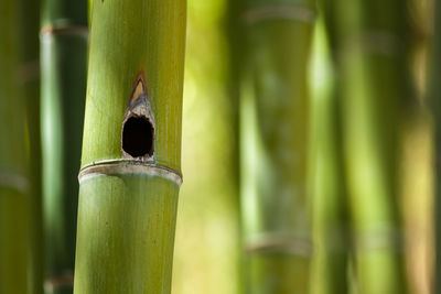 Close-up of hole in bamboo