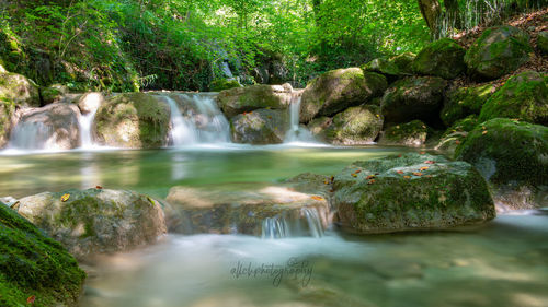 Scenic view of waterfall in forest