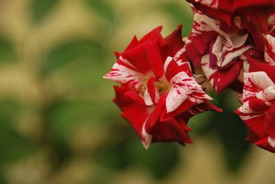 Close-up of red flowering plant