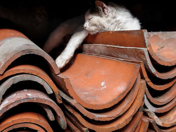 Close-up of cat lying on some roof tiles in sarajevo