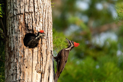 Birds perching in tree trunk