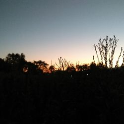 Silhouette trees on field against clear sky at sunset