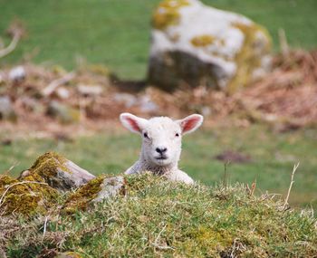 Portrait of sheep on field