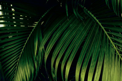 Full frame shot of palm tree