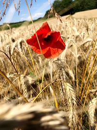 Close-up of red poppy flower on field