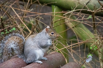 High angle view of squirrel on tree