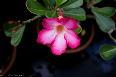 Close-up of pink flower blooming outdoors