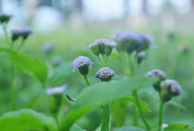 Close-up of flowers against blurred background