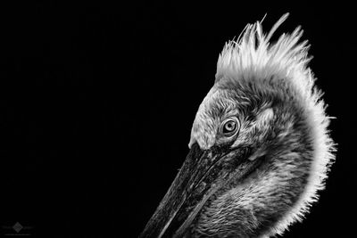 Close-up of animal over black background