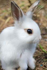 Close-up of white rabbit in field