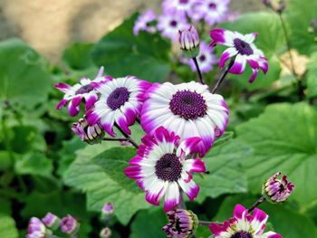 Close-up of pink flowering plants