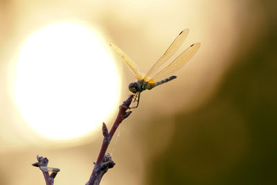 Close-up of insect on flower