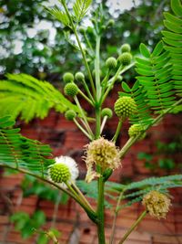 Close-up of flowering plant