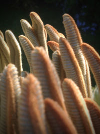Close-up of succulent plant