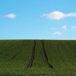 Scenic view of agricultural field against sky