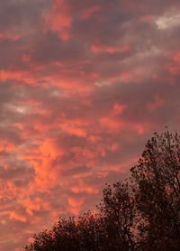 Low angle view of trees against dramatic sky during sunset