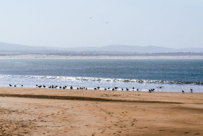 Seagulls flying over beach