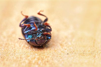 Close-up of dead beetle