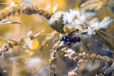 Close-up of bee pollinating on flower