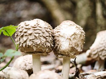 Close-up of fungus growing on tree trunk