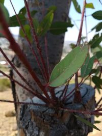 Close-up of plant growing on tree