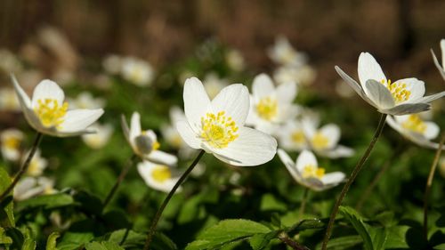 Close-up of white flowers blooming outdoors