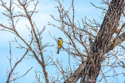 Low angle view of bird perching on tree