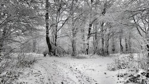 Bare trees in forest during winter