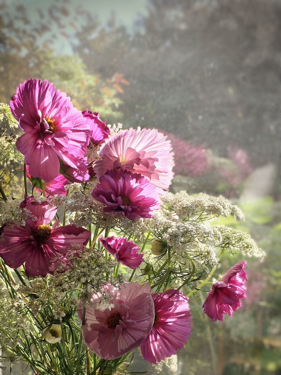 CLOSE-UP OF PINK FLOWERS ON PLANT