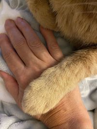 Close-up of hand holding cat