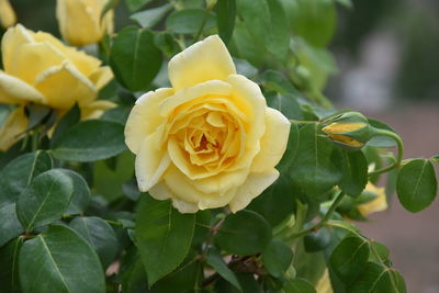 Close-up of rose plant