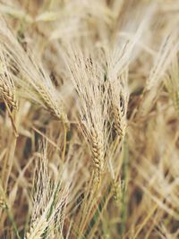 Close-up of wheat growing on field