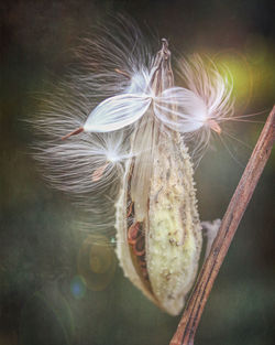 Close-up of white dandelion flower