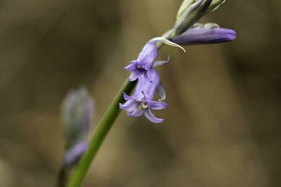 Close-up of purple flowers