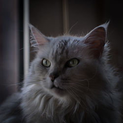 Close-up of cat