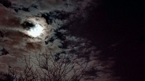 Low angle view of tree against sky at night