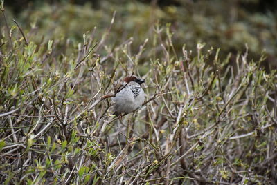 Close-up of bird perching on a tree