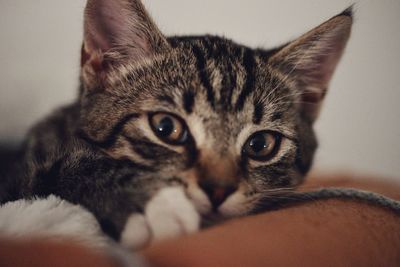 Close-up portrait of tabby cat