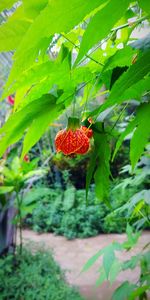 Close-up of red flower on plant