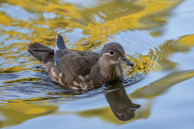 High angle view of duck in lake