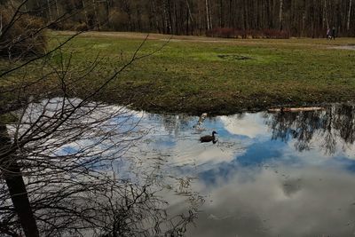 View of birds on land