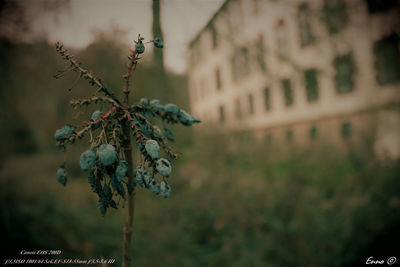 Close-up of berries growing on tree against building