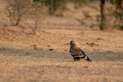 Bird on a field