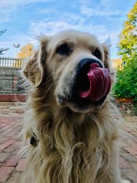 Close-up of a dog