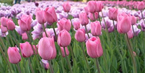 Close-up of pink tulips blooming in park