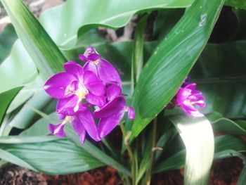 Close-up of purple crocus blooming outdoors