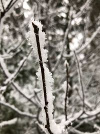 Close-up of frozen plants during winter