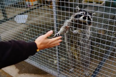 Cropped hand reaching raccoon in cage